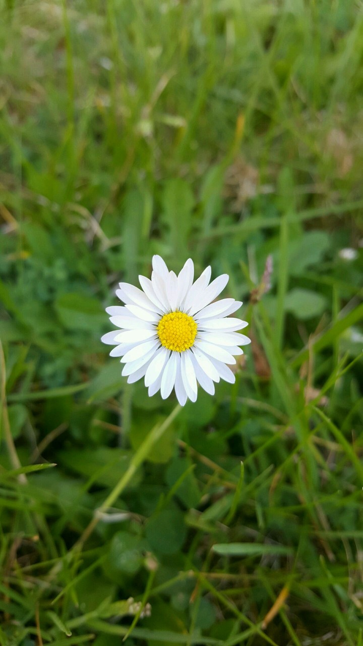 FlowerPower