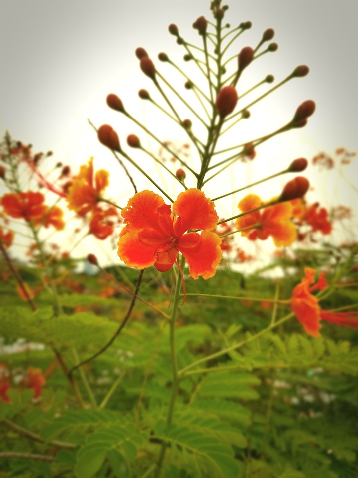 I don't know the name of this flower