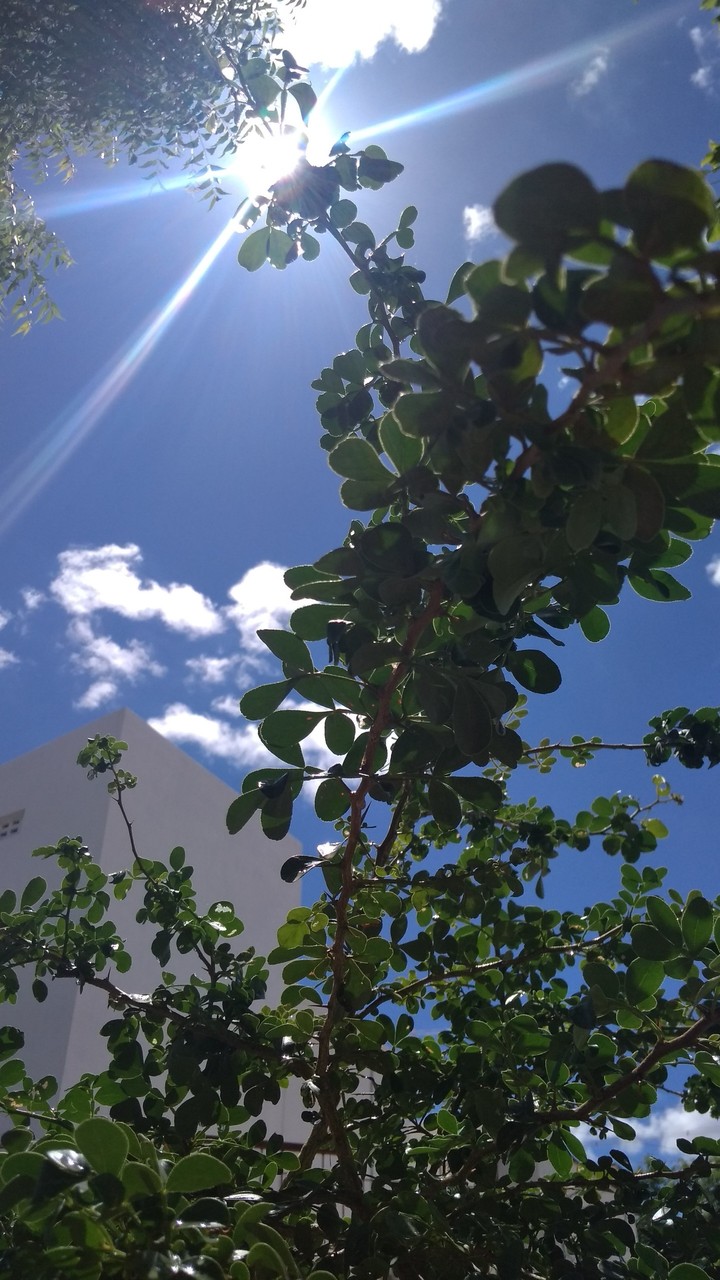 Plant, Sun