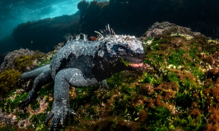 Iguana: Fish Or Lizard