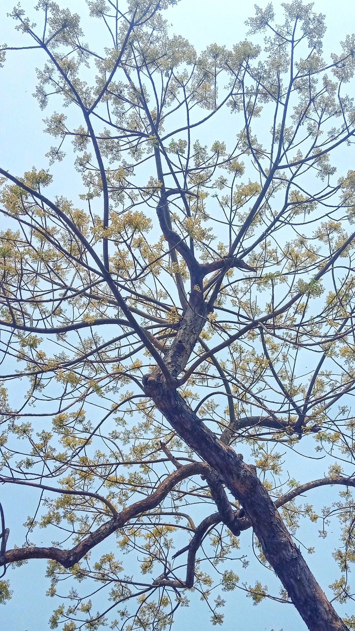 Beautiful tree