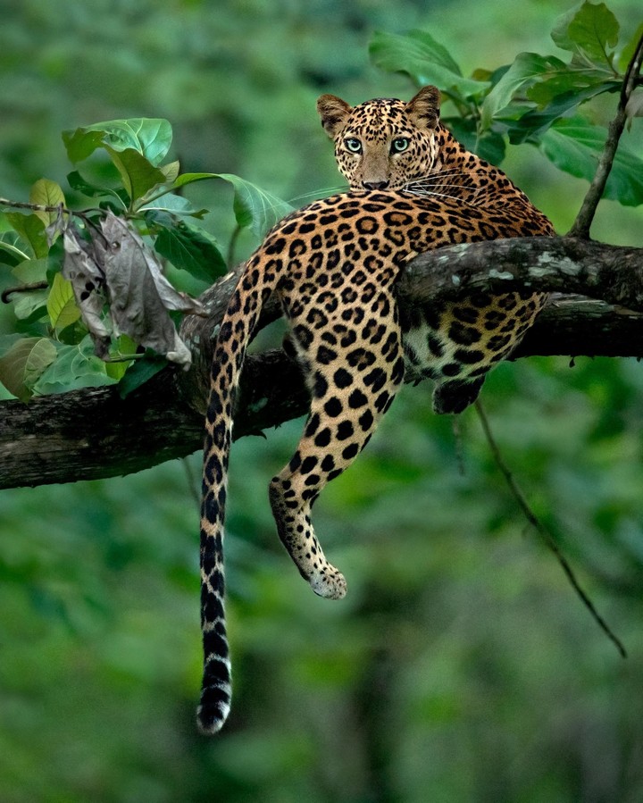 leopard