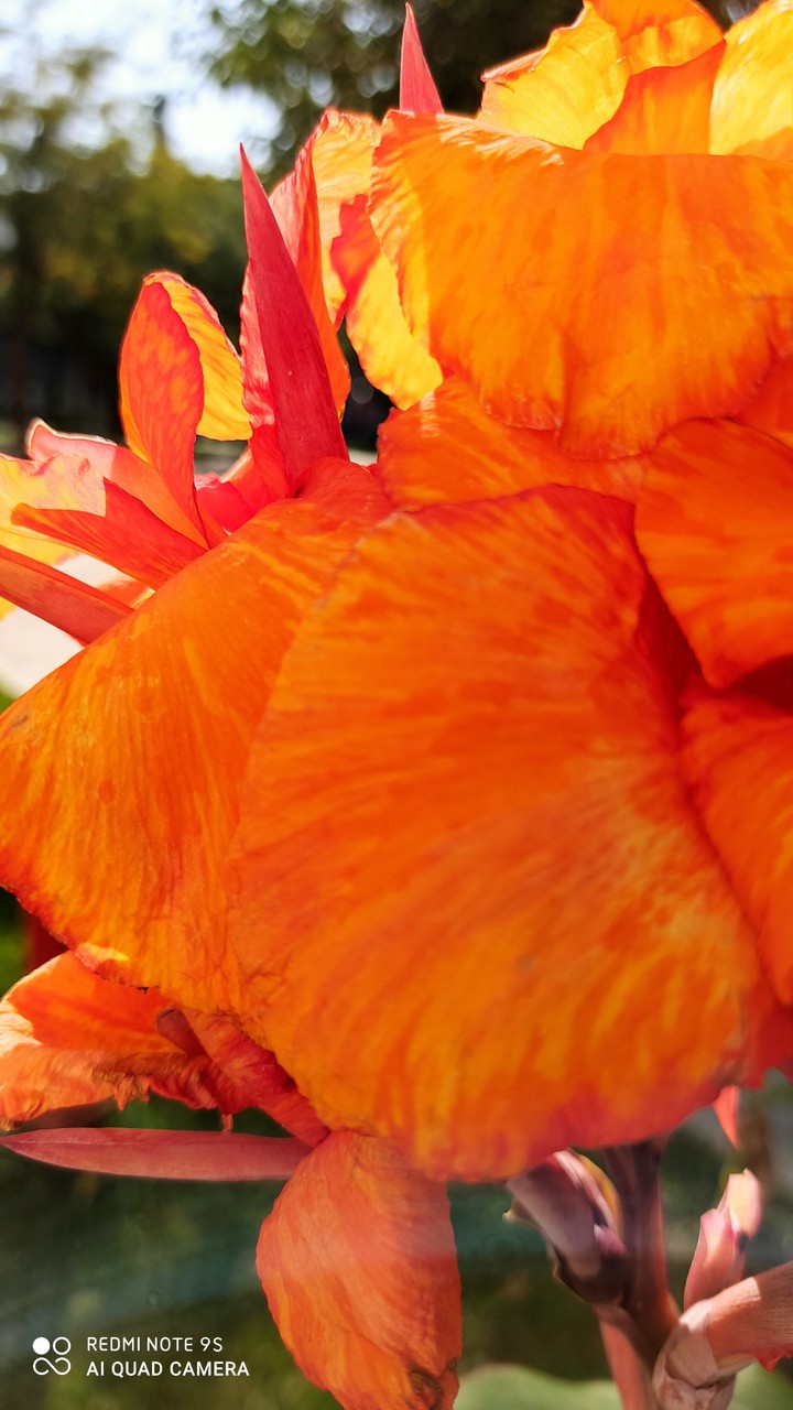 ❤️☺️an orange flower and the sun