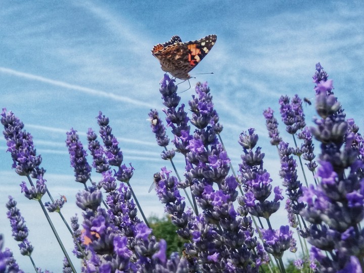 butterfly and lavander