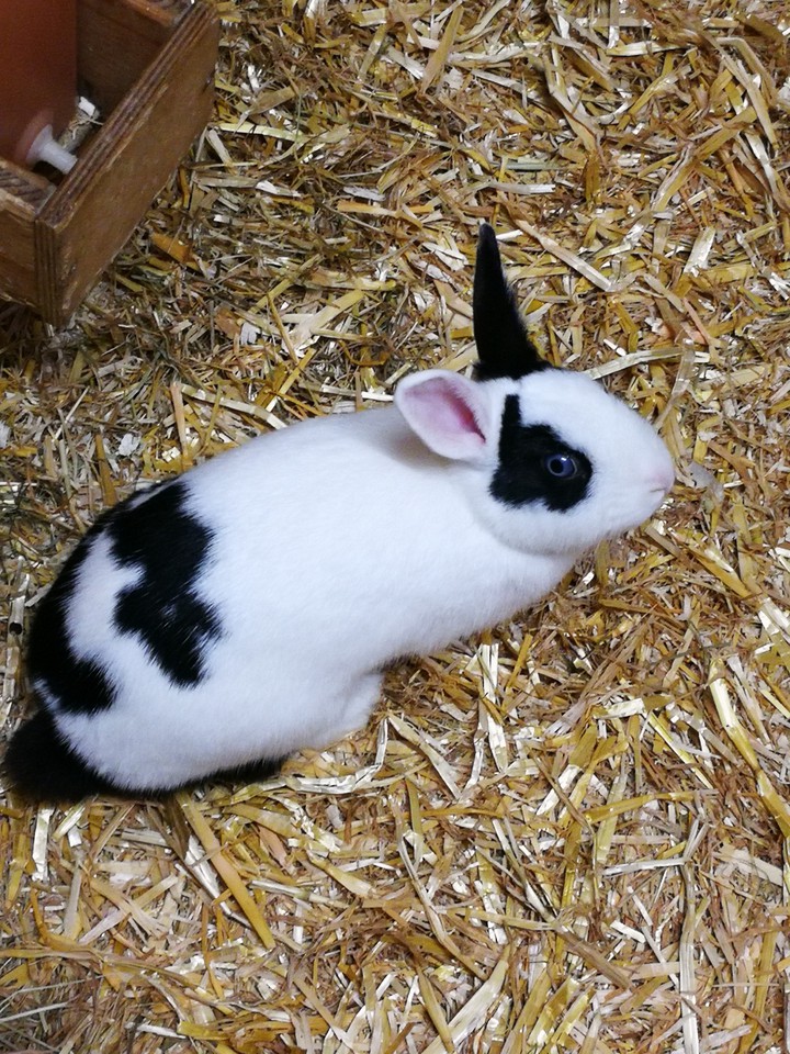 rabbit
