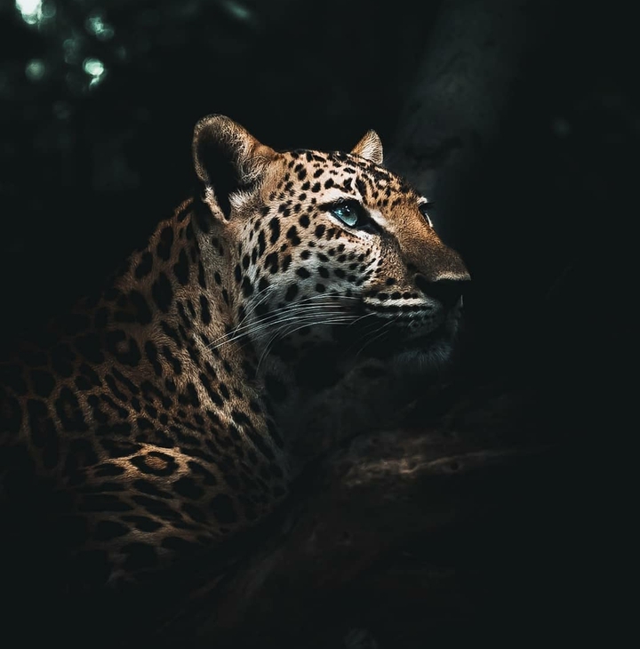 tiger