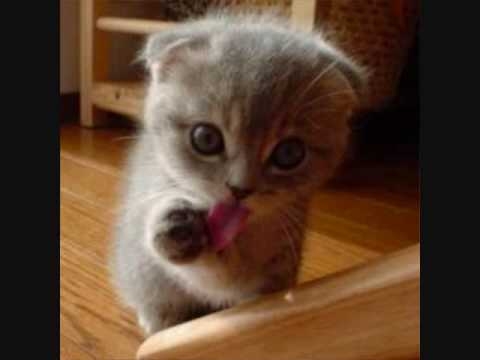 cute cat