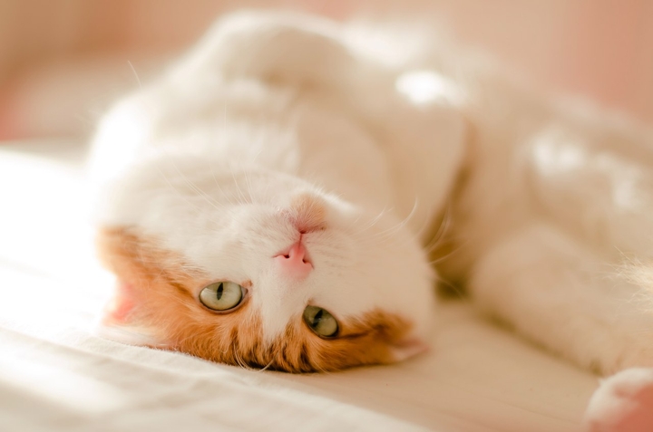 cat
