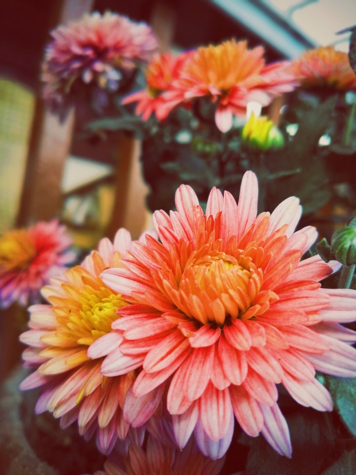 some flowers.