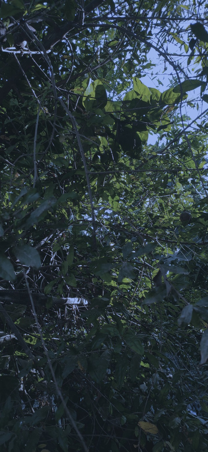5k wallpaper