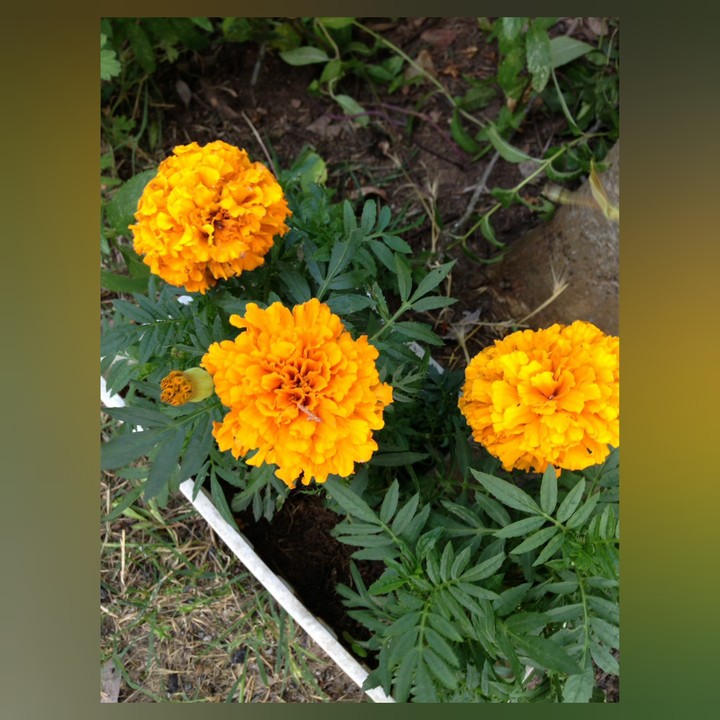 Kadife Flower