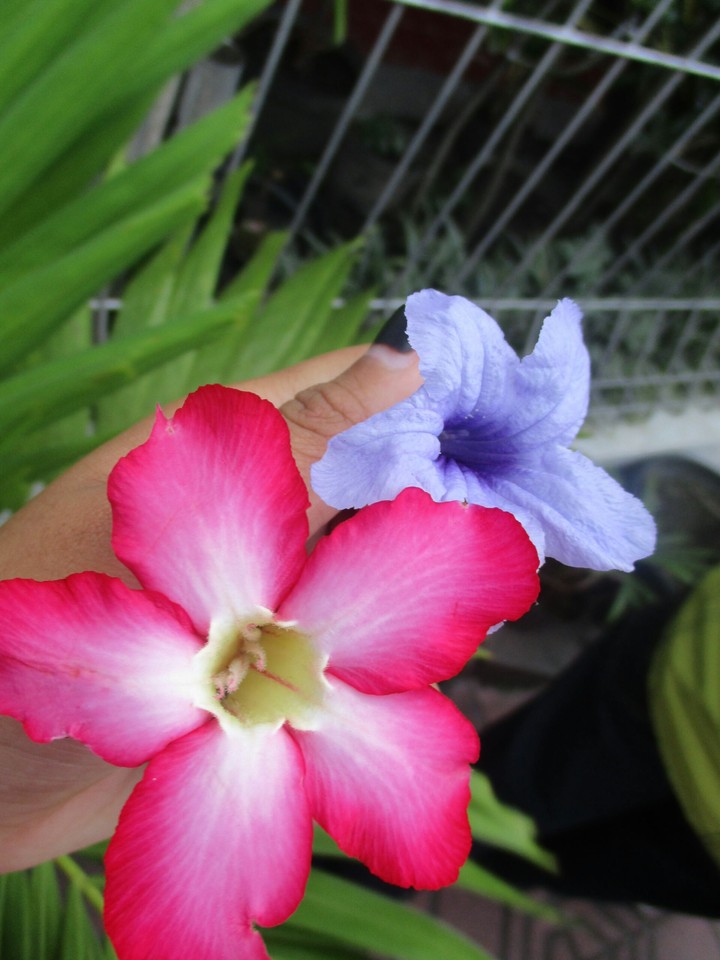 flowers