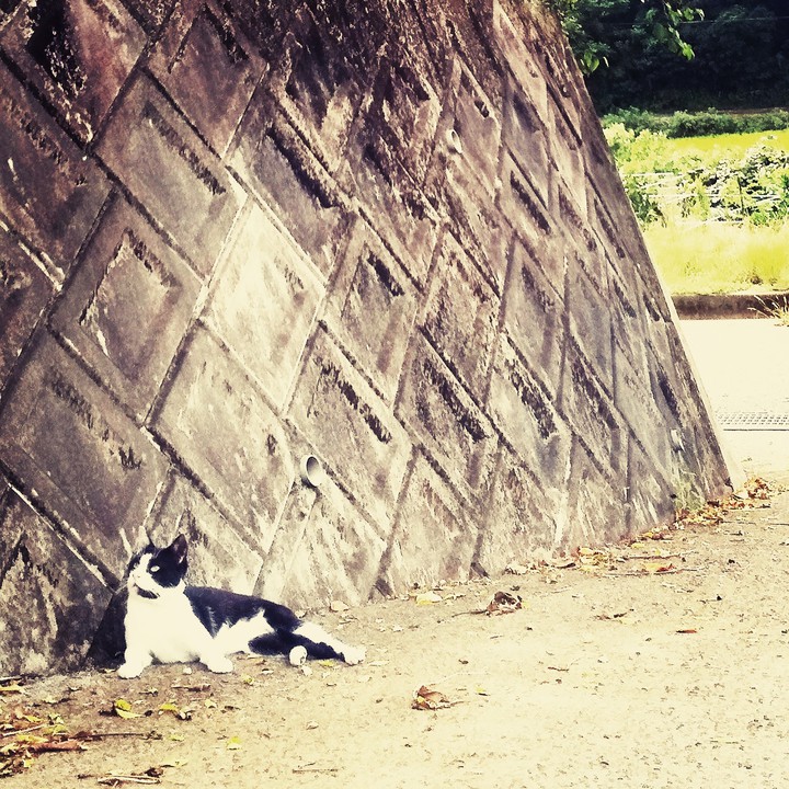 cat