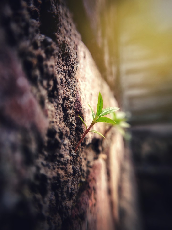 the little plant following to sun