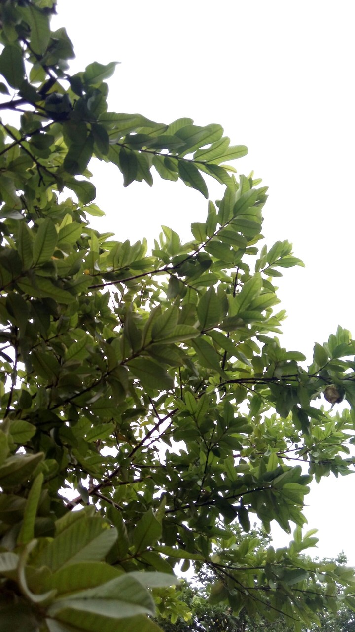 branches