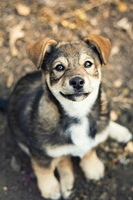 sweet dog 