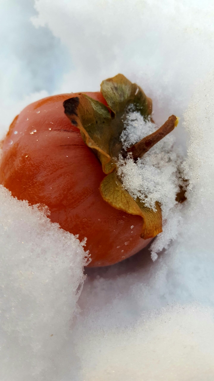 Persimmon