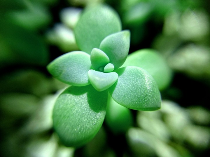 Succulent