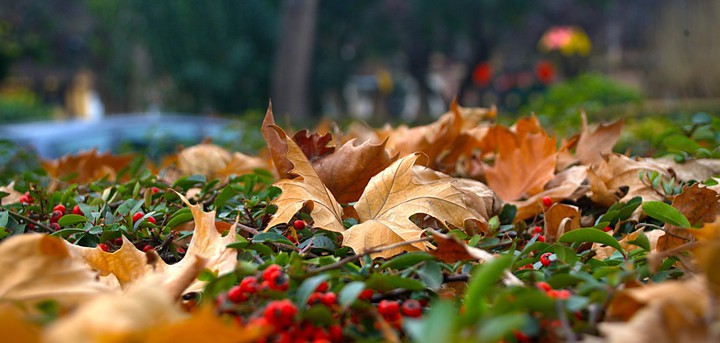Melody of Autumn