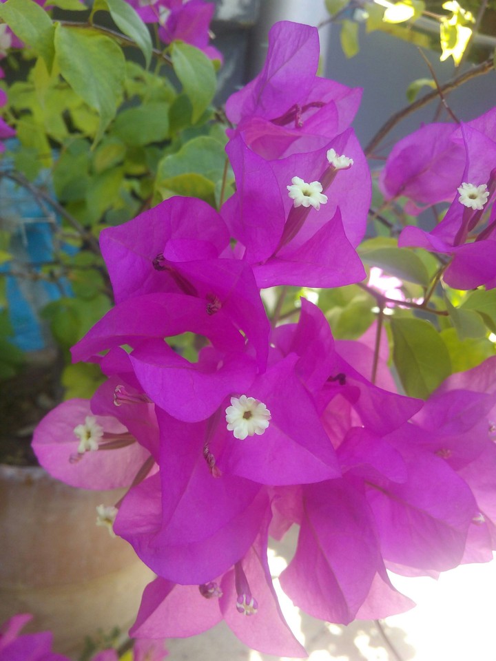 purple