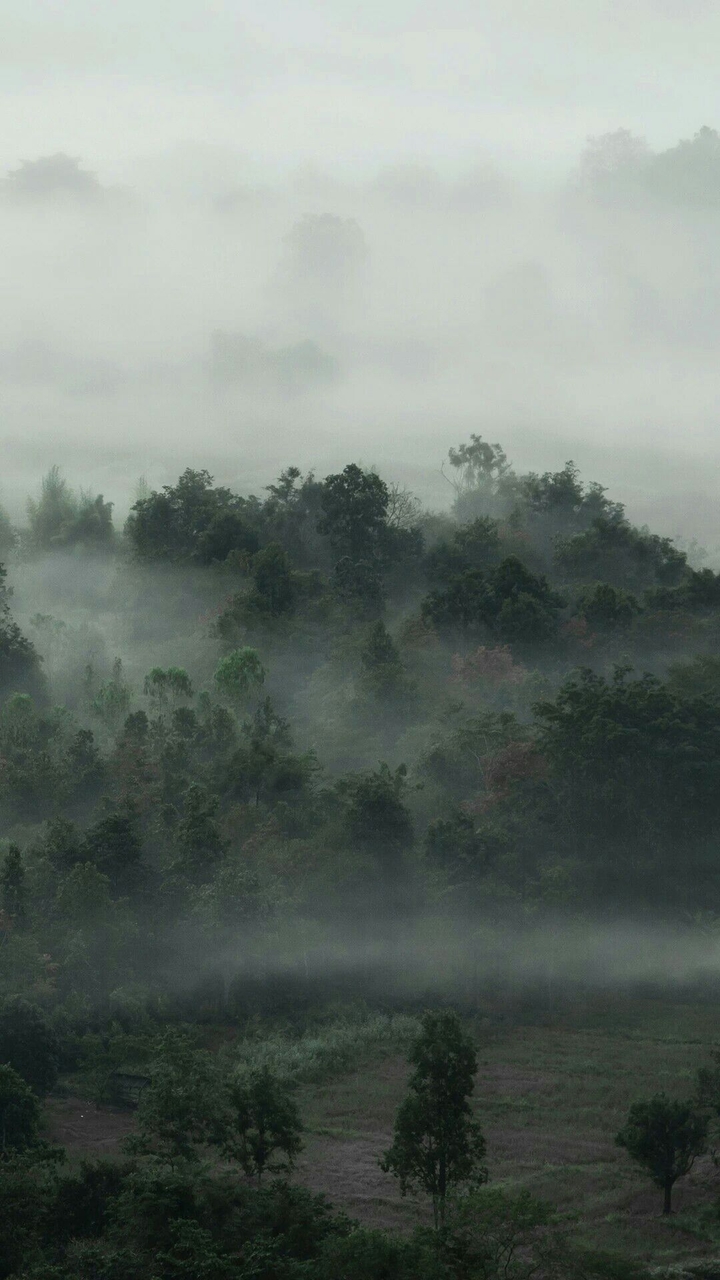 Forest and Mist