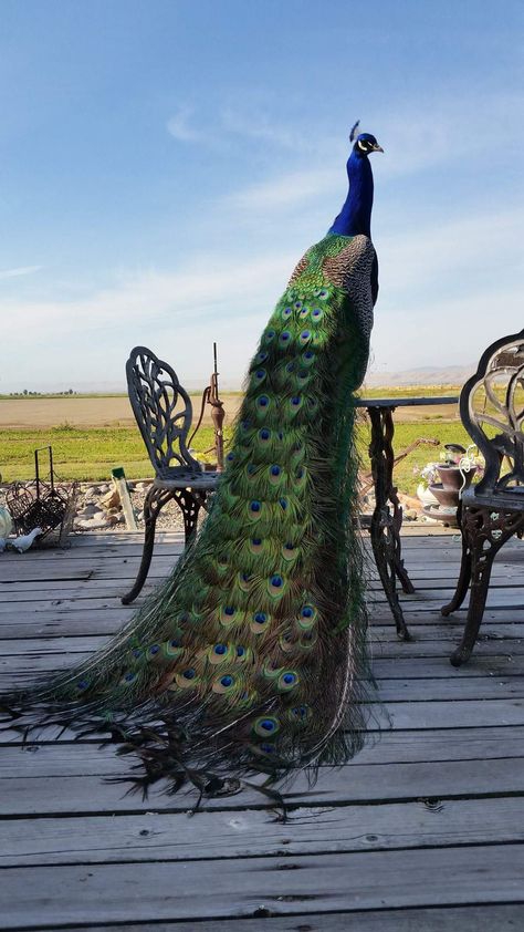 a  bird