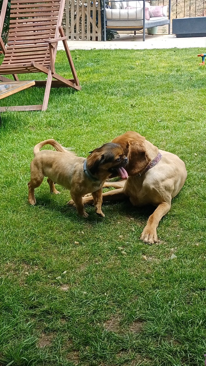 dogs
