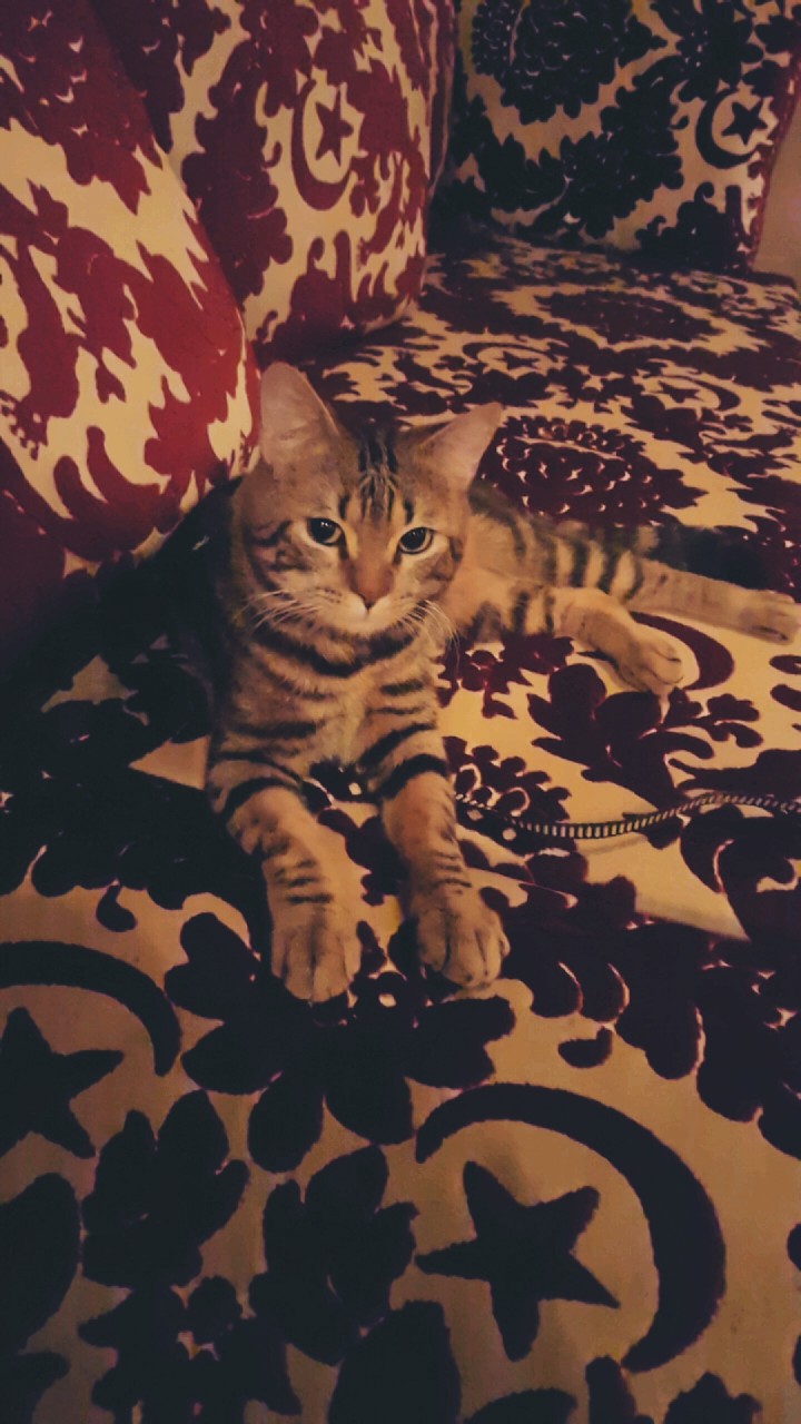 my cat