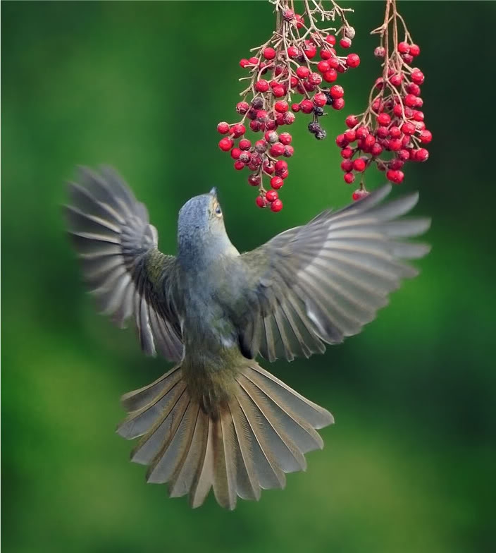 Beautiful bird found in forest