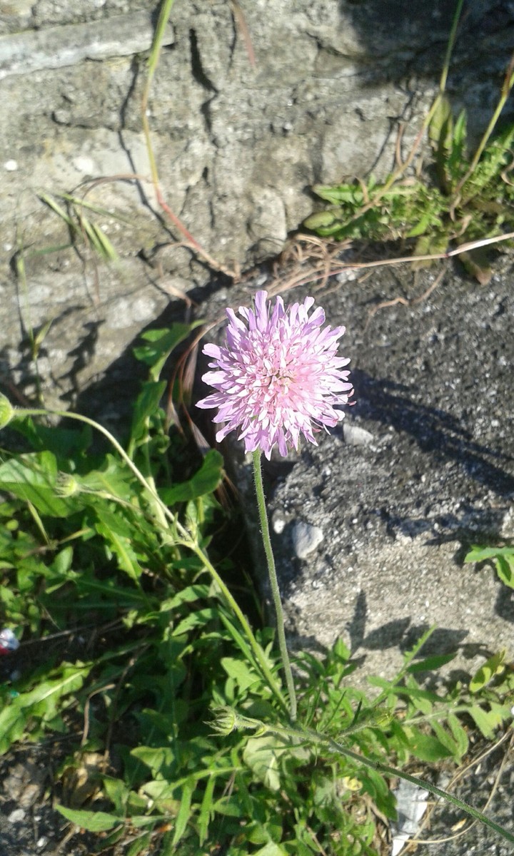 "Heaven in a wild flower"