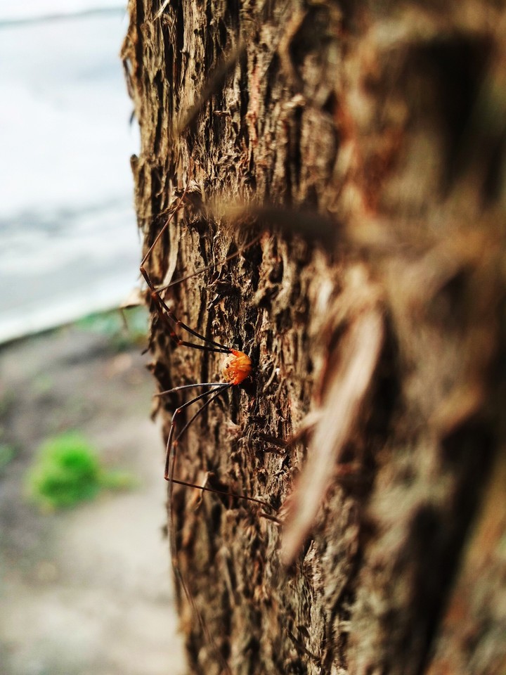 Spider on the pine /  Паук на сосне