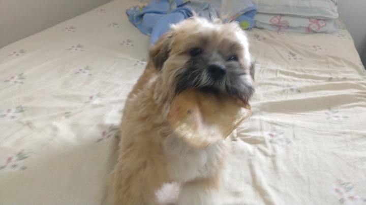 Dog