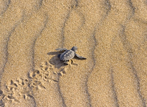 Sand, landscape wallpapers
