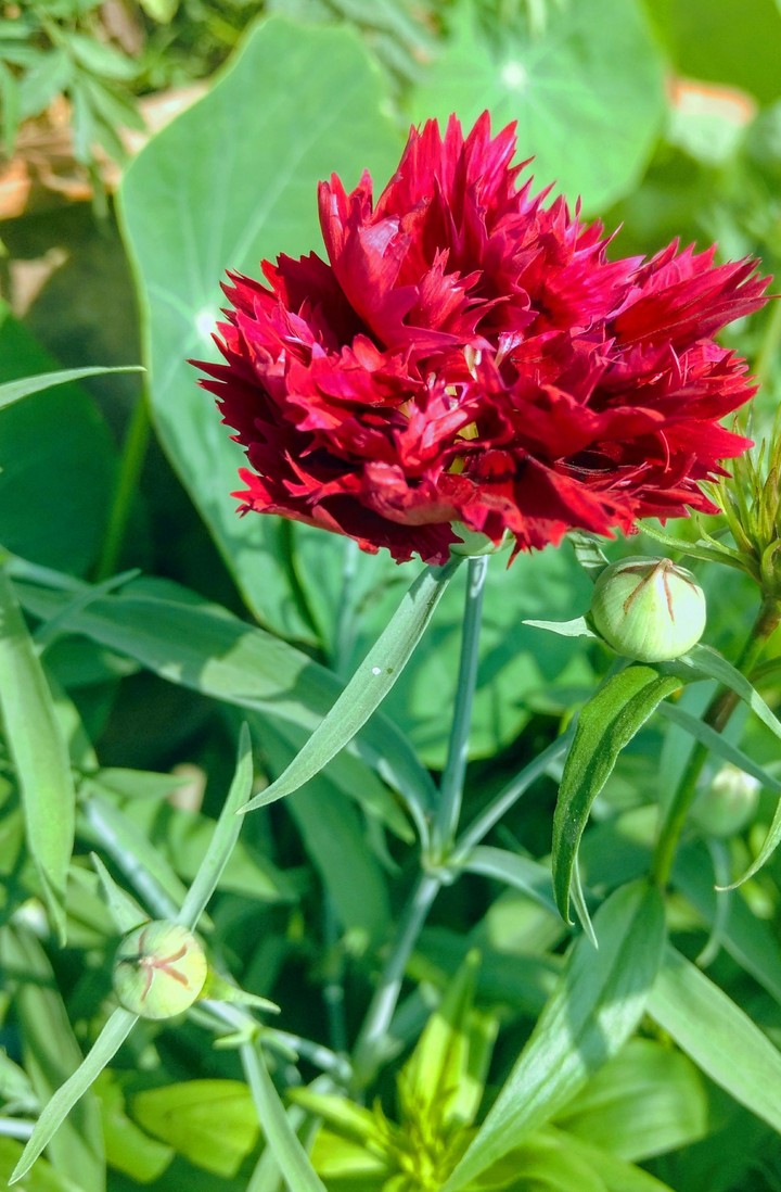 Carnation