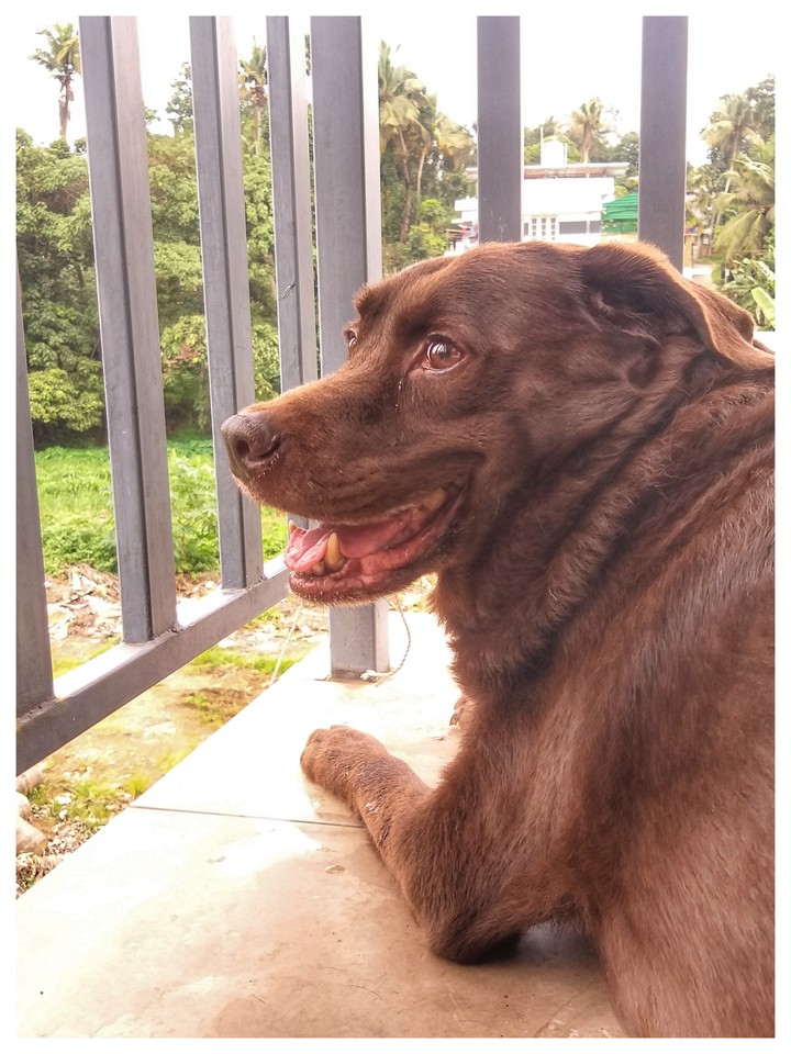Labrador
