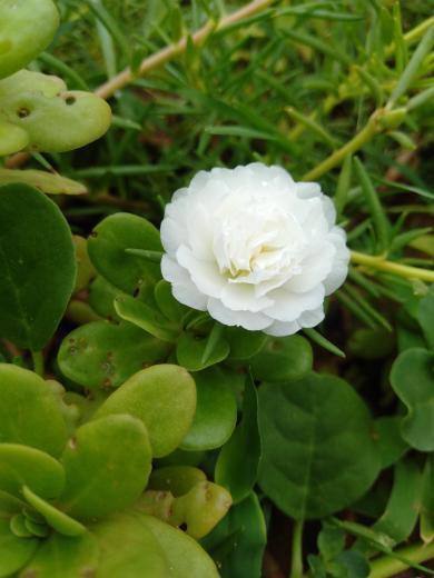white moss rose