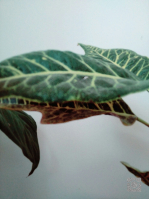 vegetable, plant壁纸