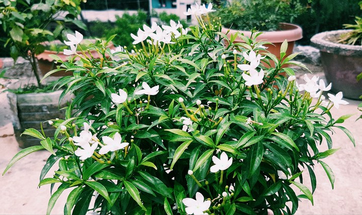 Little flower