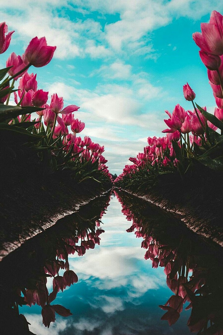 flores rosas