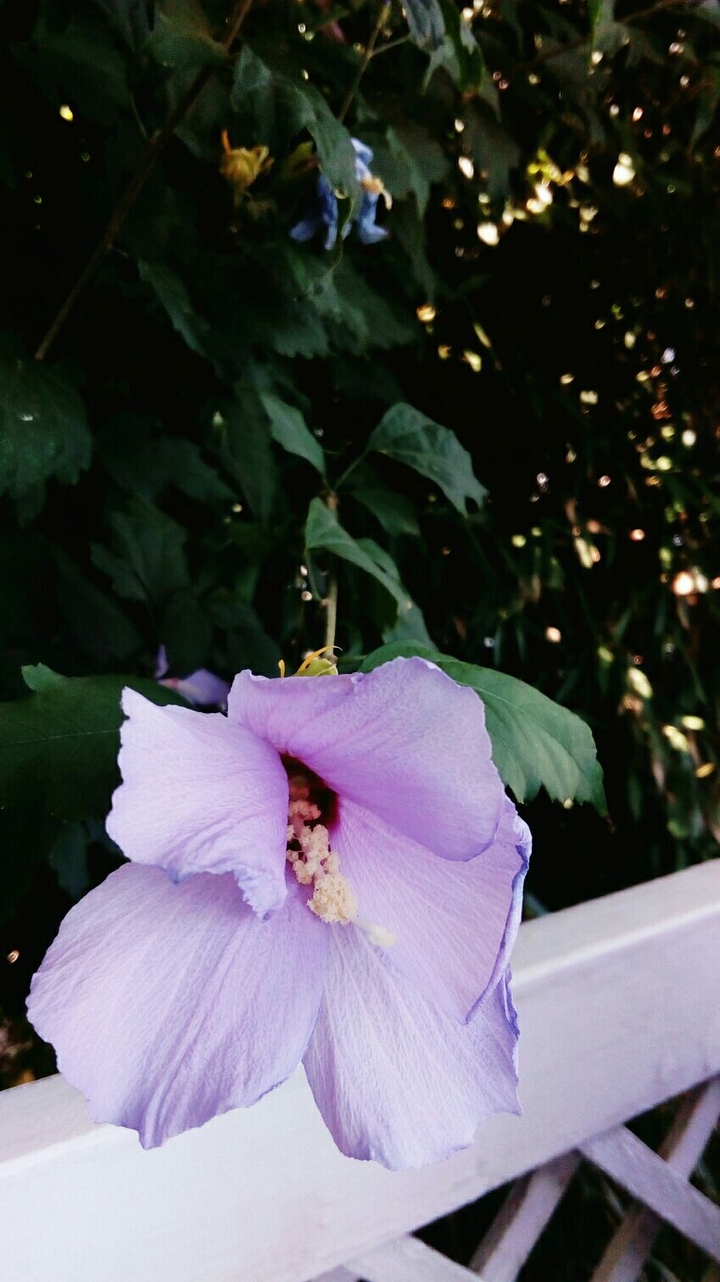 purple silk