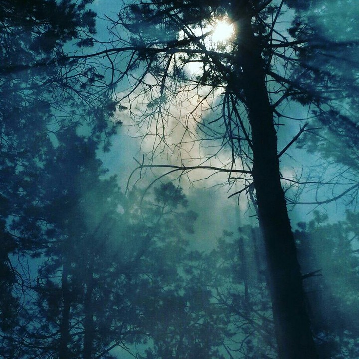 forest