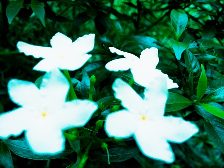 flower
