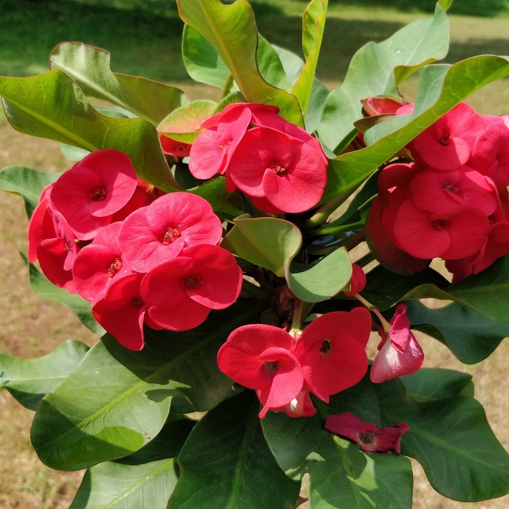 Pretty Flowers!