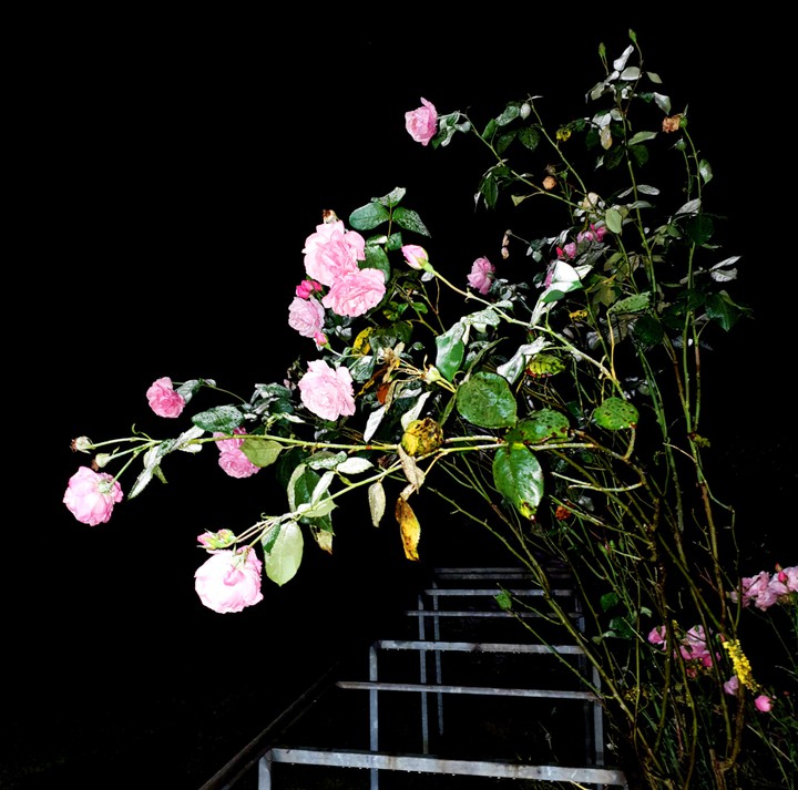 pink roses
