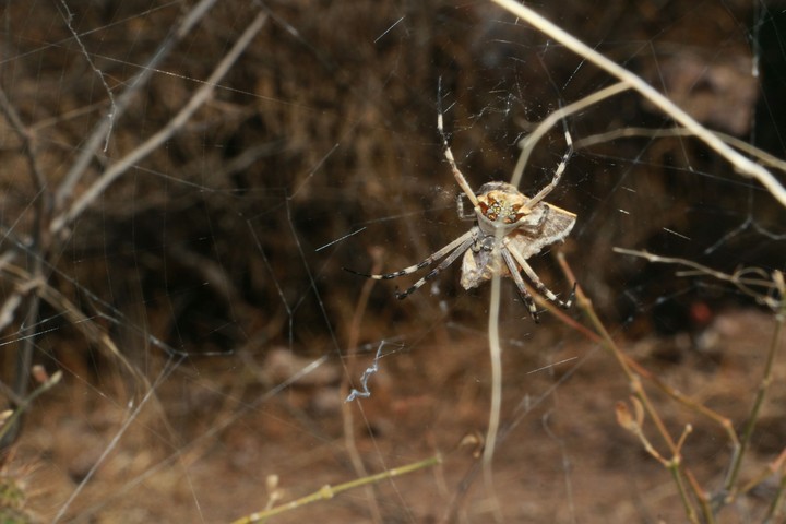 spider
