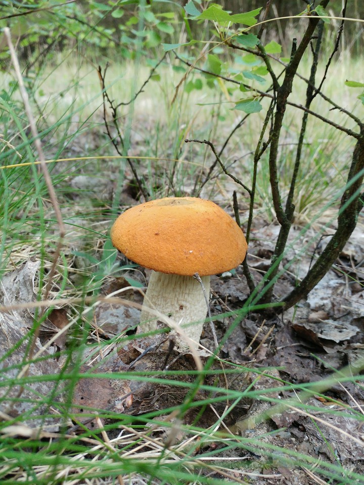 Rotkappe