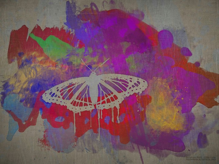 butterfly