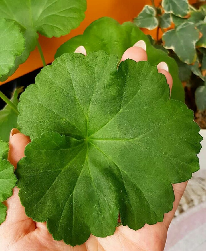 برگ شمعدونی