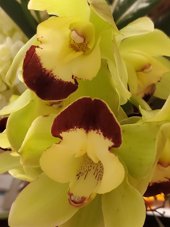 Orchid -49th Anniversary 2020