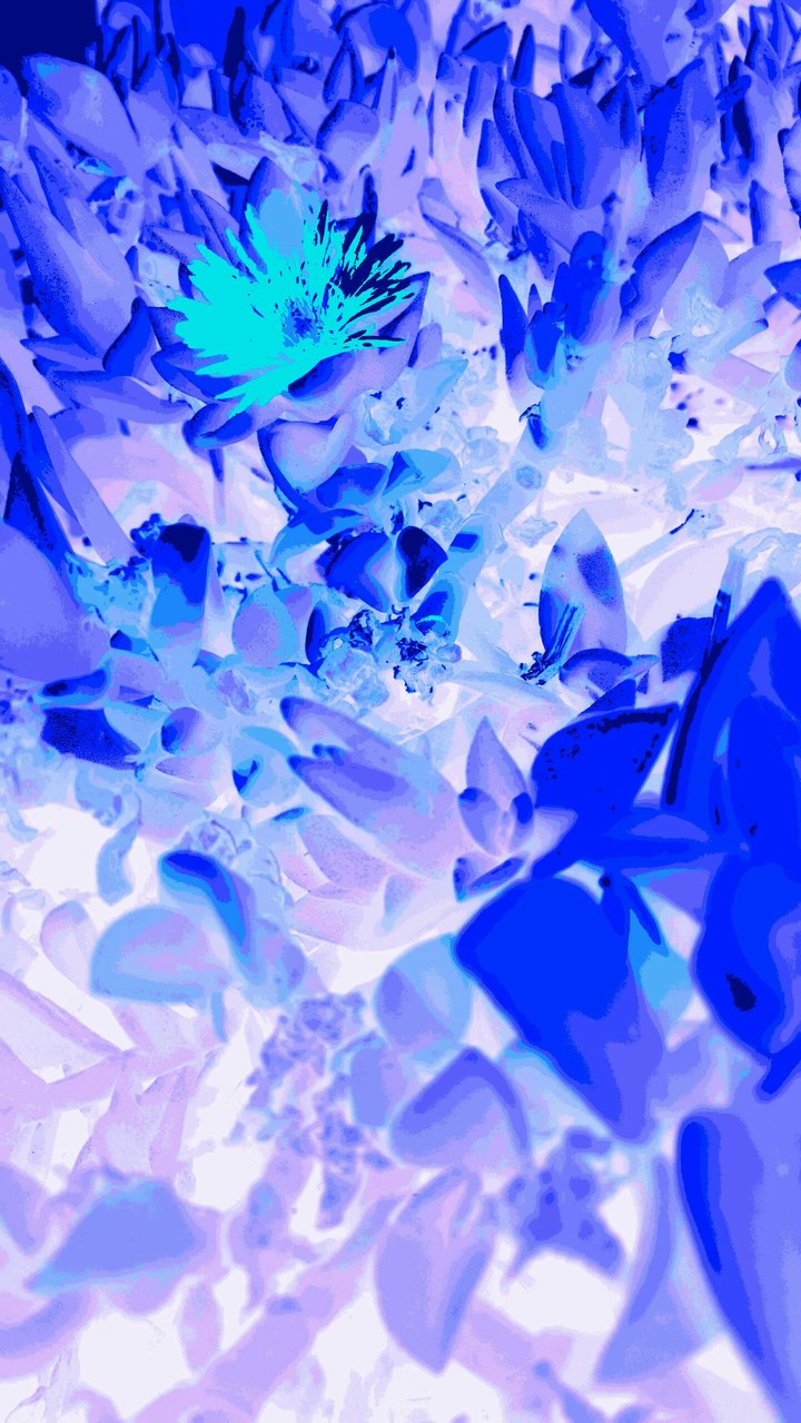 Flowers and Leaves with a Negative Hue